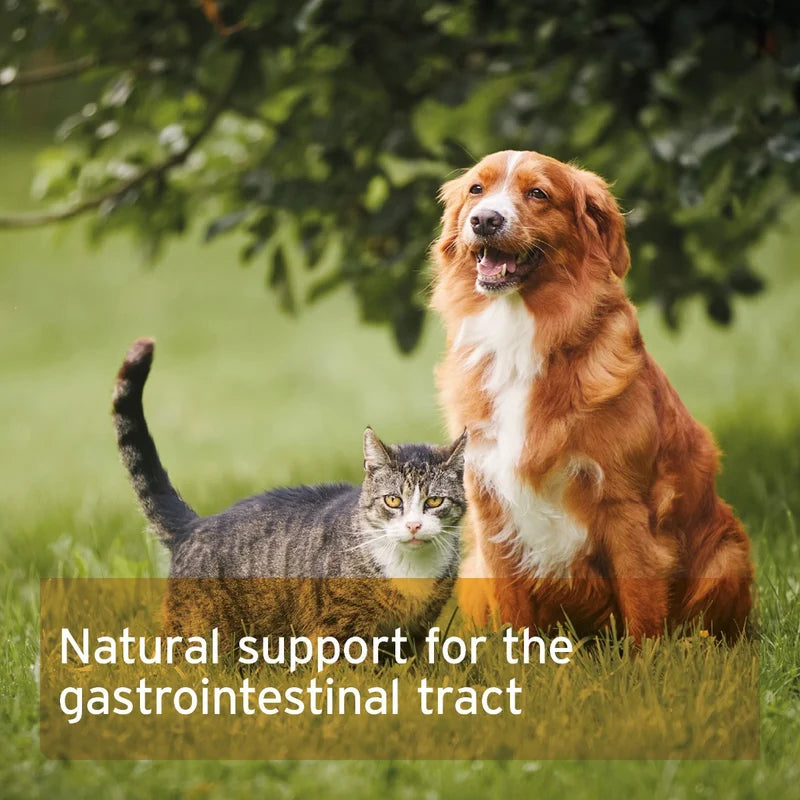 Dog and cat sitting together in a grassy field with text about gastrointestinal support.