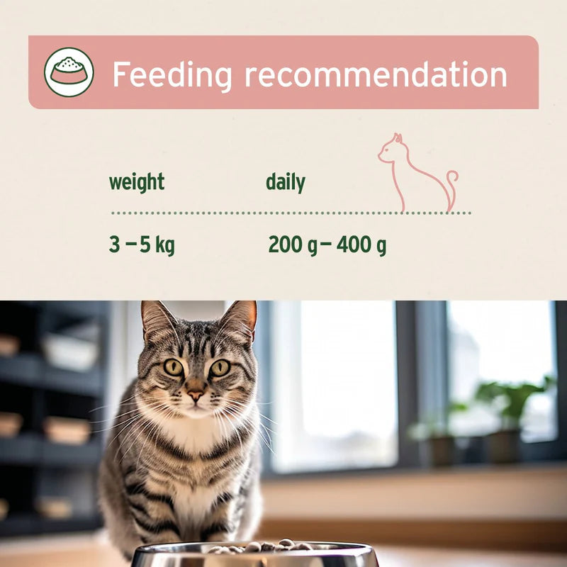 Cat standing next to a food bowl with feeding recommendation text overlay