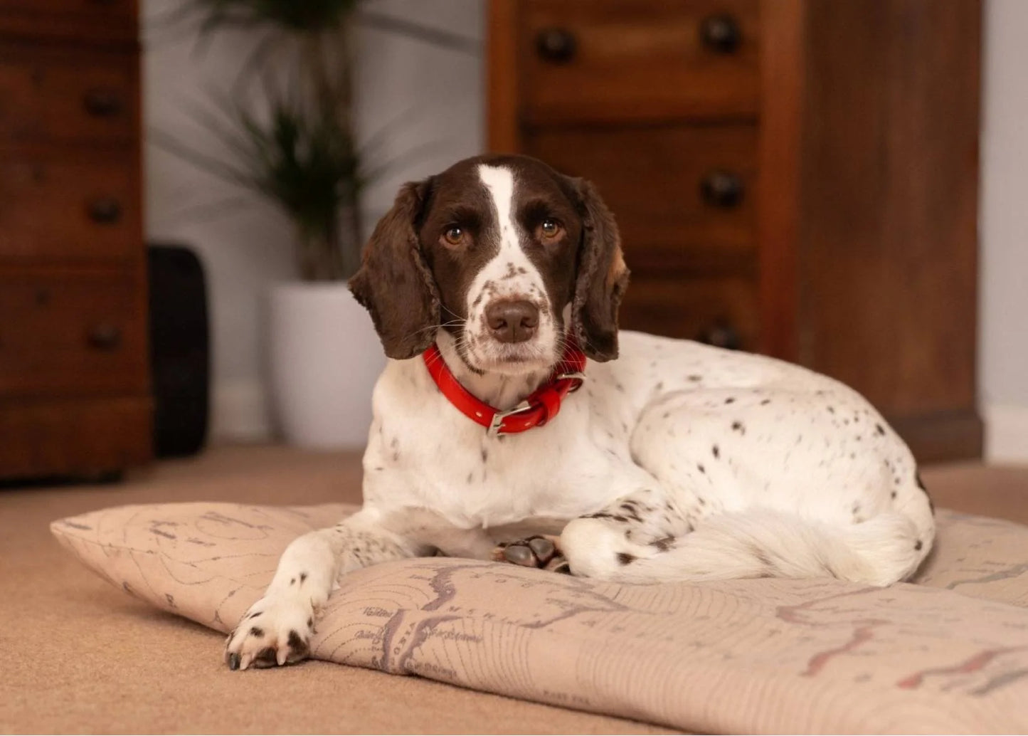 Dog Wearing Red Luxury Vegan Leather Dog Collar 