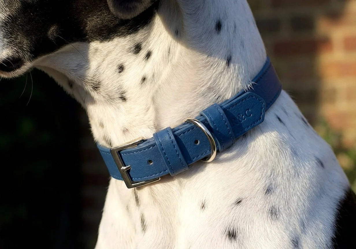 Dog wearing a blue collar with a blurred background