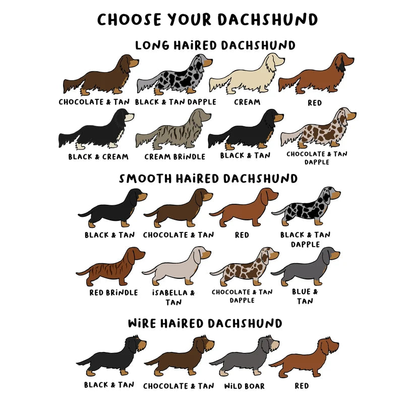 A dog breed comparison chart titled 'CHOOSE YOUR DACHSHUND' showing illustrated dachshunds by coat type: long-haired, smooth-haired, and wire-haired. Each section lists color variants with labels such as chocolate tan, black and tan dapple, cream, red, black and cream, cream brindle, black and tan, chocolate and tan dapple, black and tan, red brindle, isabella and tan, chocolate and tan dapple, blue and tan, chocolate and tan, wild boar, and red.