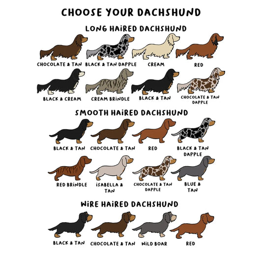 A dog breed comparison chart titled 'CHOOSE YOUR DACHSHUND' showing illustrated dachshunds by coat type: long-haired, smooth-haired, and wire-haired. Each section lists color variants with labels such as chocolate tan, black and tan dapple, cream, red, black and cream, cream brindle, black and tan, chocolate and tan dapple, black and tan, red brindle, isabella and tan, chocolate and tan dapple, blue and tan, chocolate and tan, wild boar, and red.