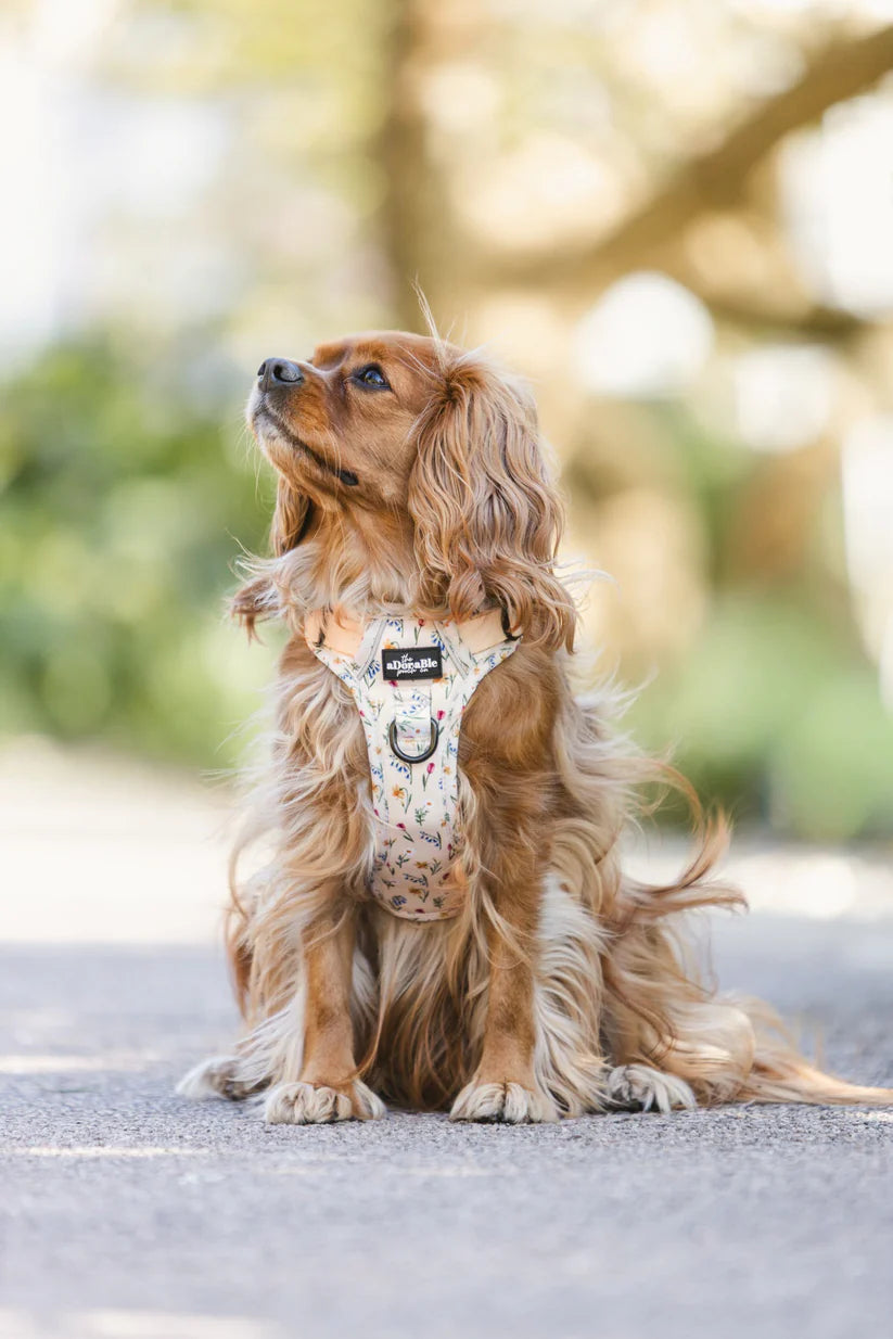 aDoraBle Pooch hike and go lite dog harness spring garden example