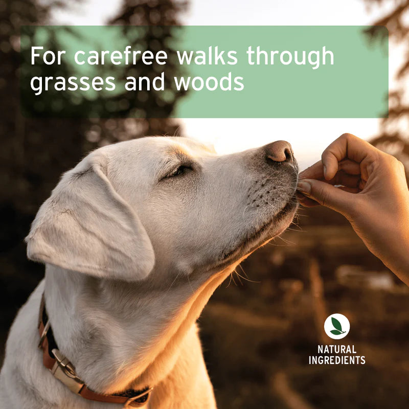 Carefree Summer Walks for Allergy Prone Dogs