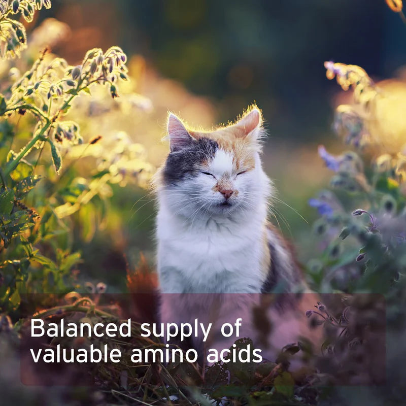 Cat sitting among plants with text about amino acids