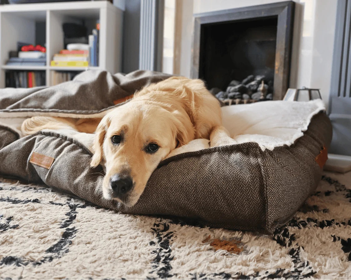 Ralph & Co Lincoln Luxury Tweed Dog Bed | Flat Pillow Bed