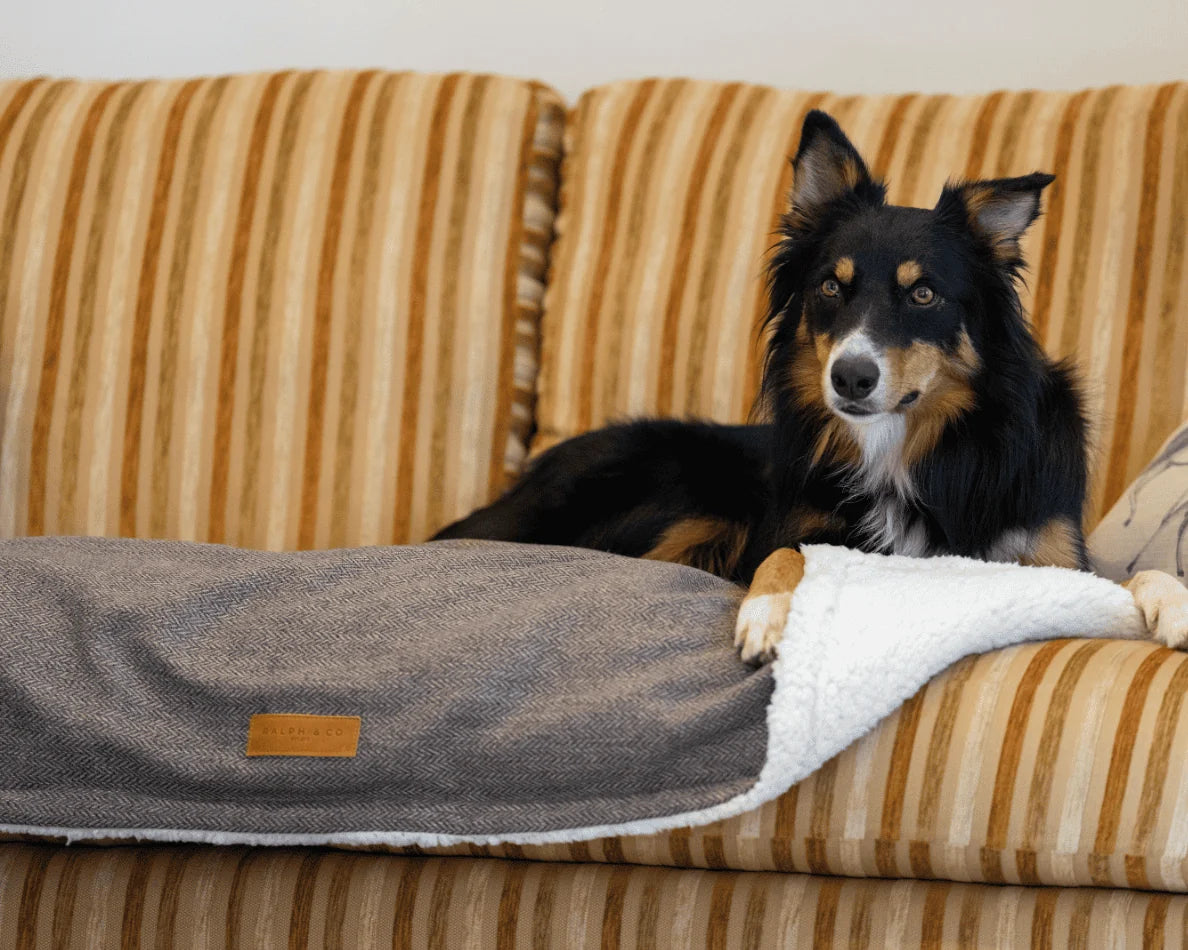 Dog lying on a striped couch with a gray pet bed