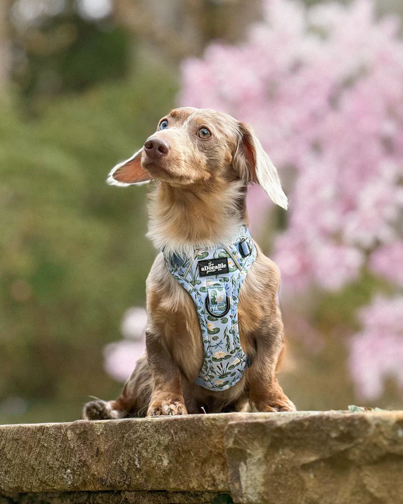 aDoraBle Pooch Hike and go lite dog harness willow waters example