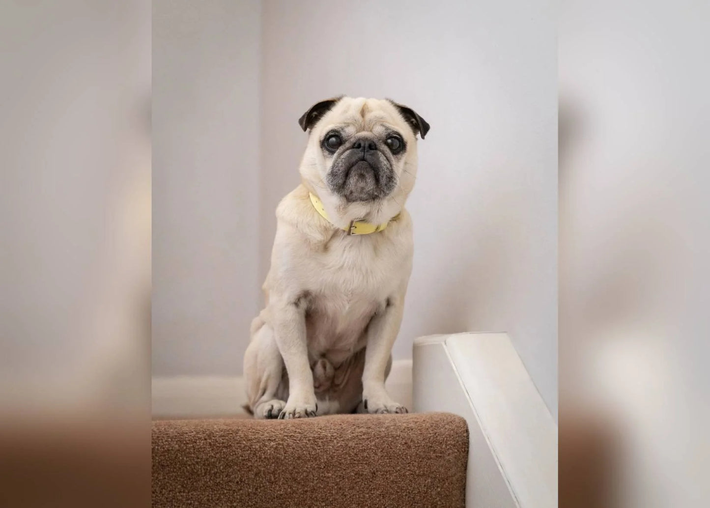 A fawn pug dog with black ears and paws sits on a brown carpeted stair rail, wearing a yellow collar, against a plain light gray wall.