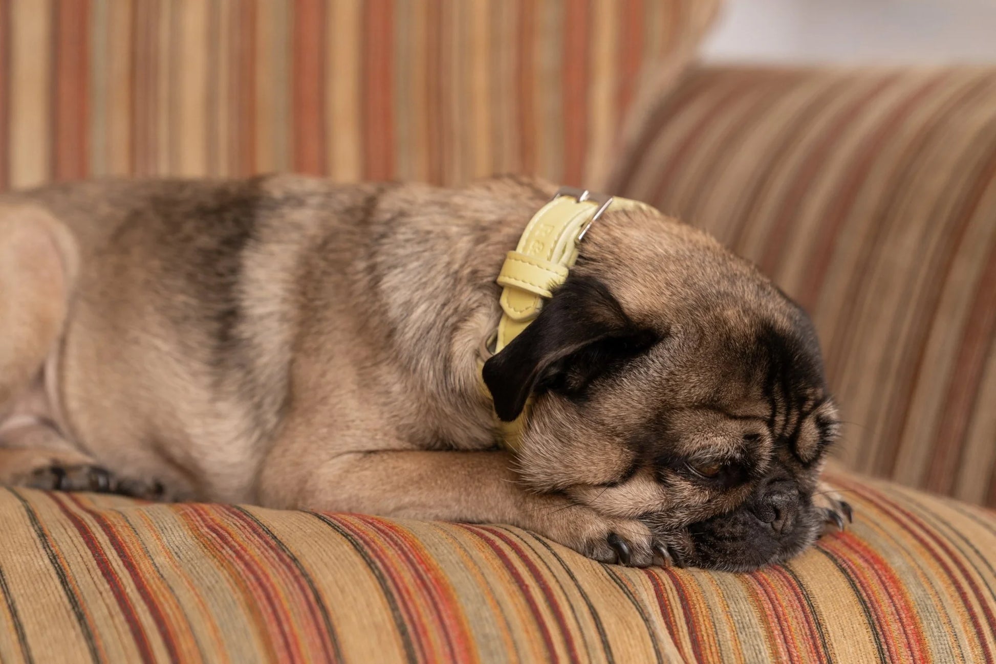 Pug dog sleeping on a striped couch with a yellow collar