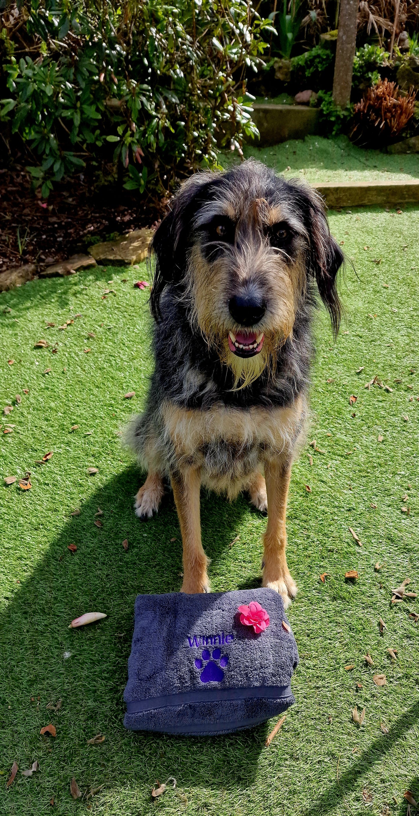 Personalised embroidered dog towel Grey